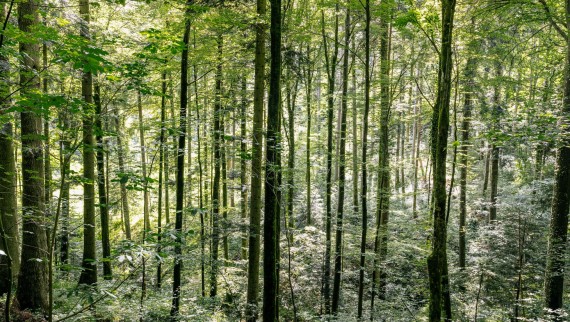 Vedellä puhdistaminen – miten Geberit AquaClean auttaa säästämään puuta Vedellä puhdistaminen – miten Geberit AquaClean auttaa säästämään puuta
