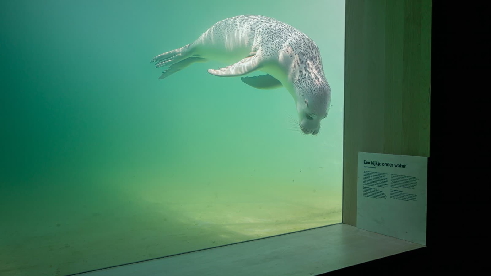 Loukkaantuneet tai sairaat eläimet on tarkoitus palauttaa luontoon mahdollisimman nopeasti (© Tjeerd Visser) Loukkaantuneet tai sairaat eläimet on tarkoitus palauttaa luontoon mahdollisimman nopeasti (© Tjeerd Visser)